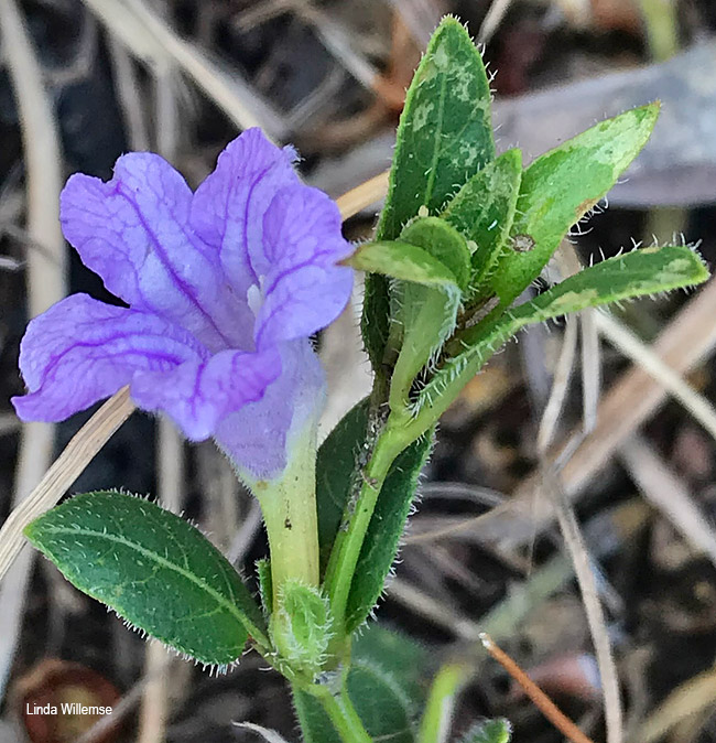 Ruellia cordata