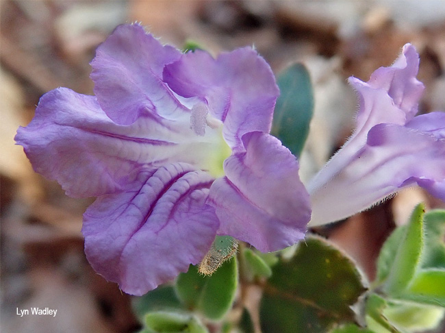 Ruellia cordata