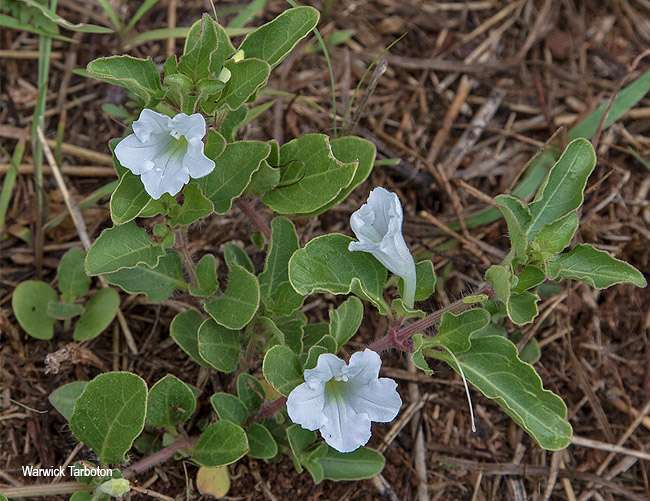 Ruellia patula