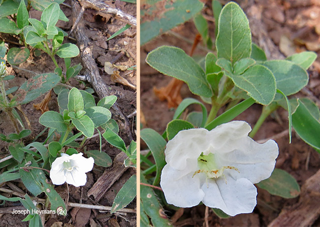 Ruellia patula