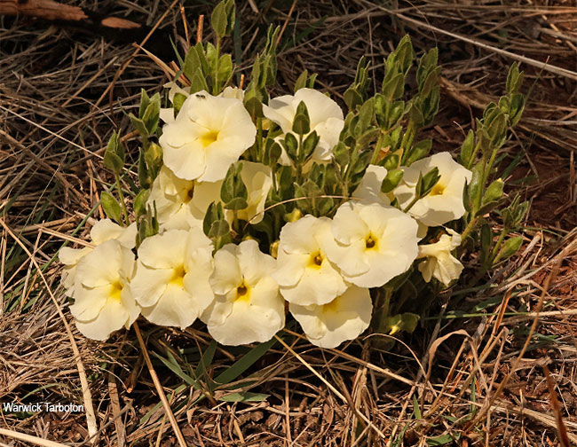 Thunbergia atriplicifolia