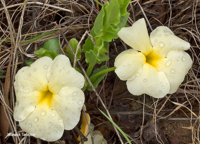 Thunbergia atriplicifolia