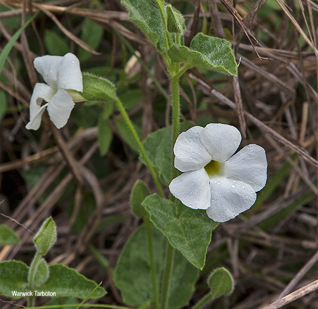 Thunbergia neglecta