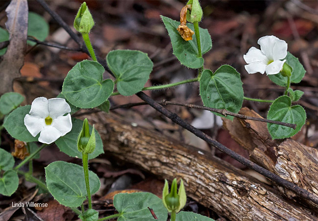 Thunbergia neglecta