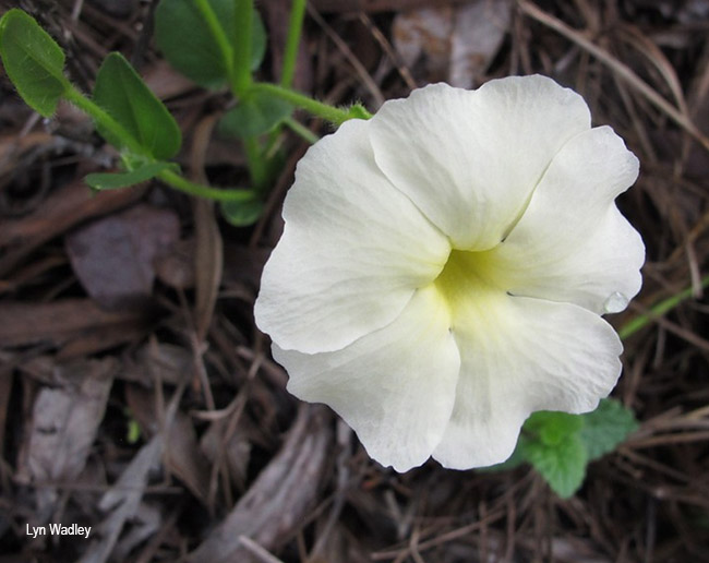 Thunbergia neglecta