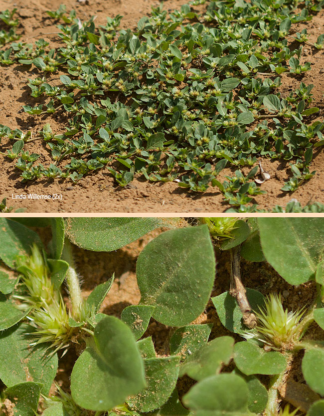 Alternanthera pungens
