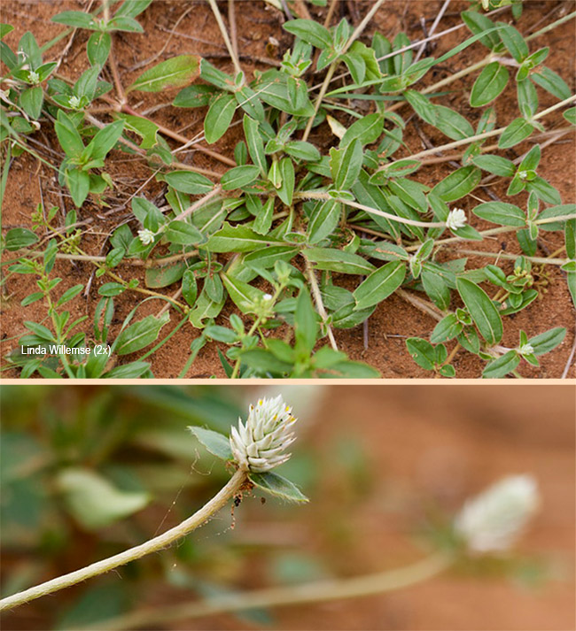 Gomphrena celosioides