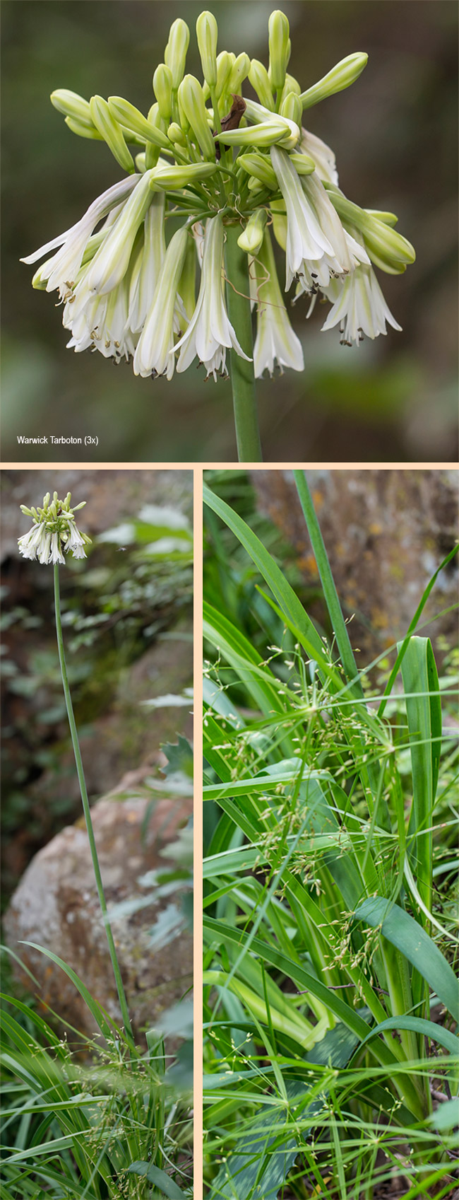 Agapanthus inapertis