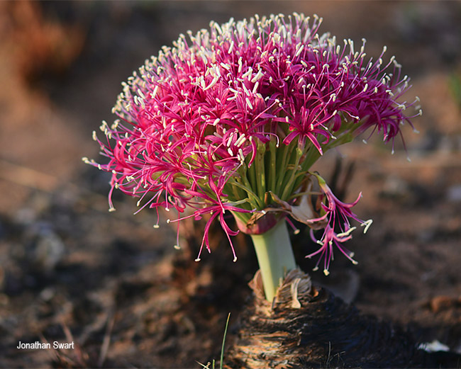 Boophone disticha