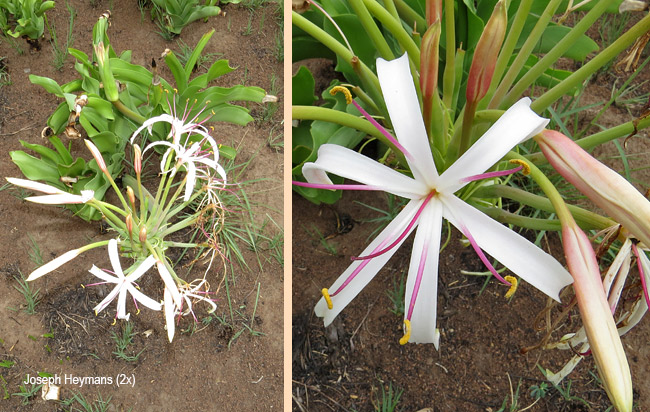 Crinum buphanoides