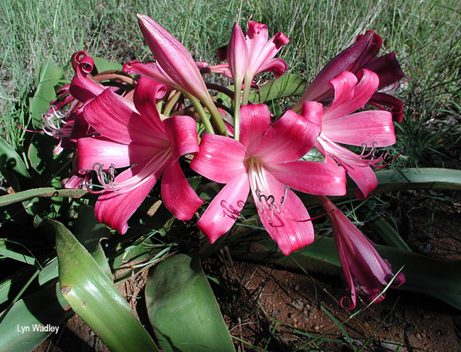 Crinum graminicola