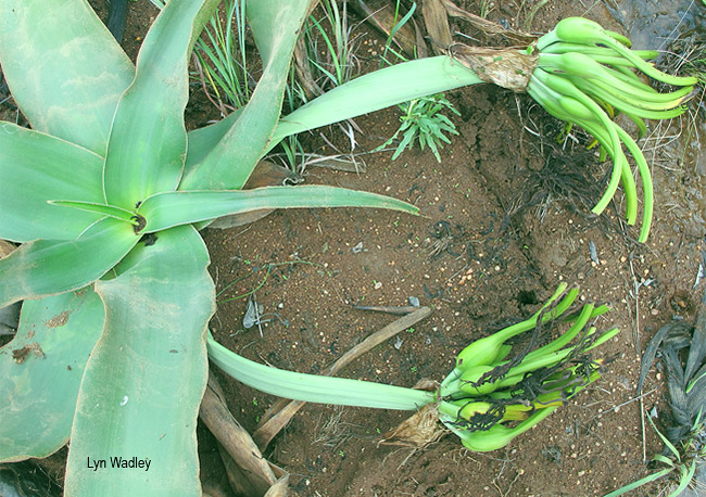 Crinum graminicola