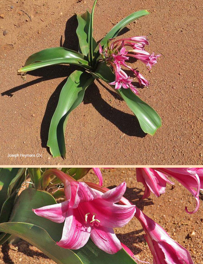 Crinum stuhlmannii