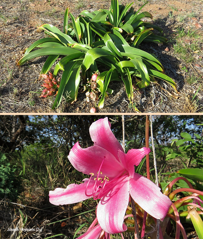 Crinum stuhlmannii