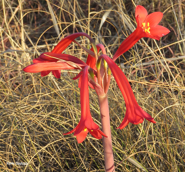 Cyrtanthus contractus
