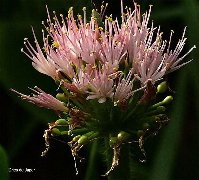 Haemanthus humilis