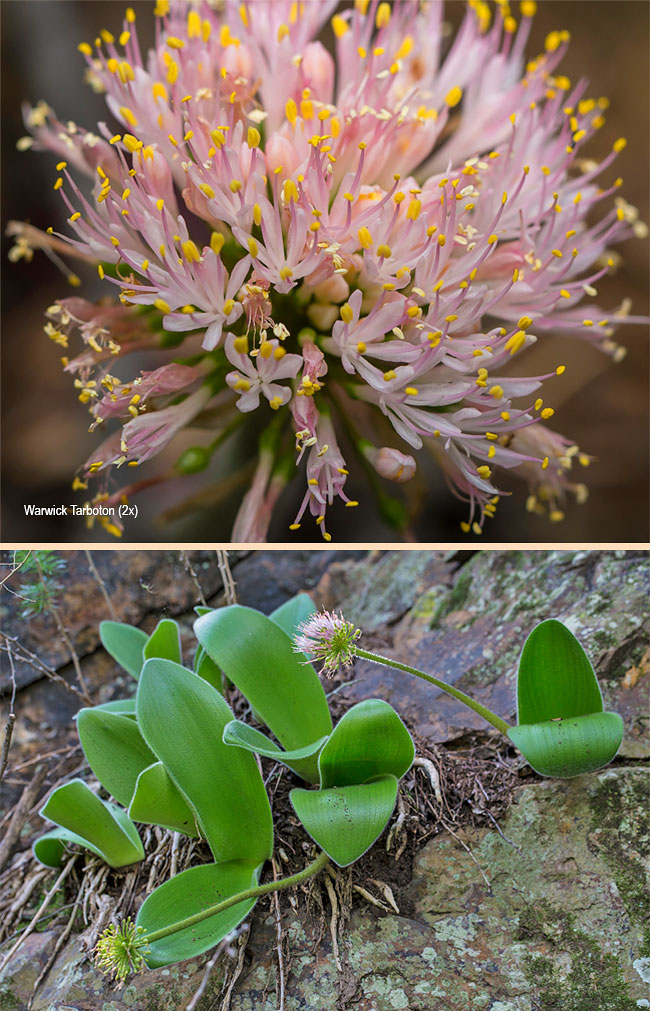 Haemanthus humilis