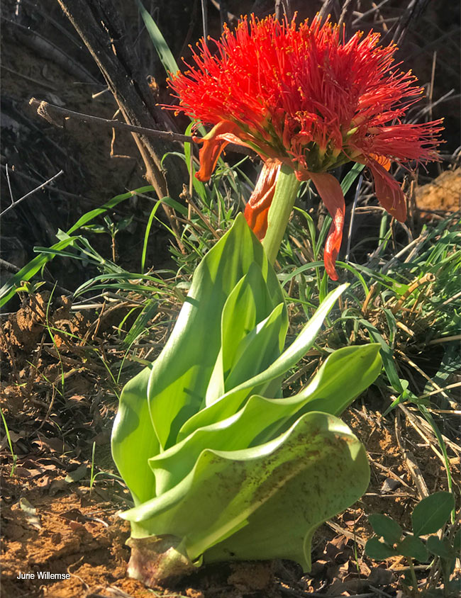 Scadoxus multiflorus