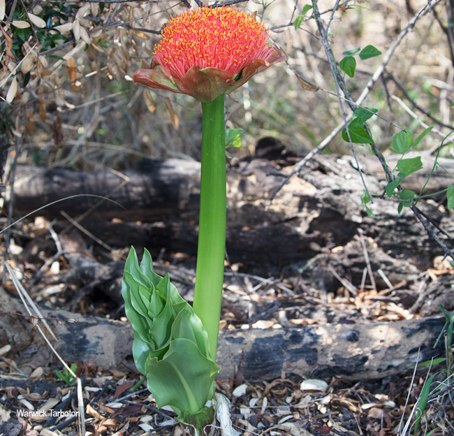 Scadoxus puniceus
