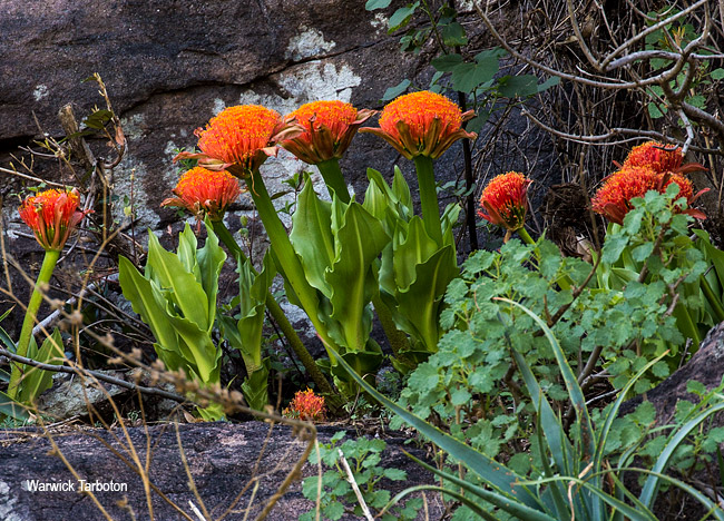 Scadoxus puniceus