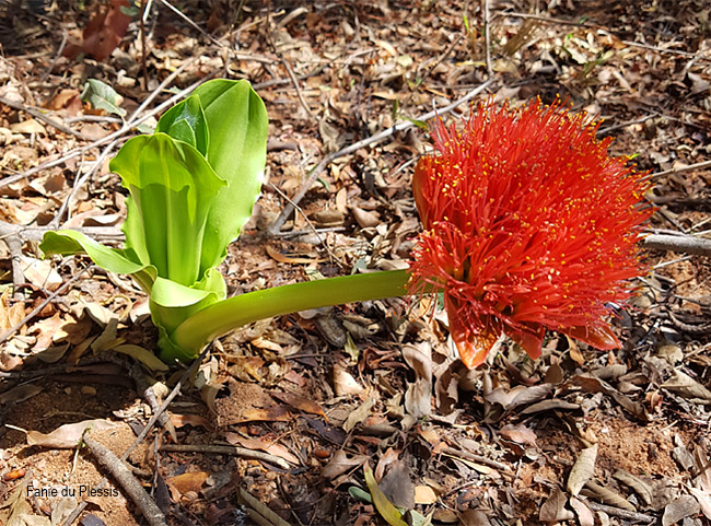 Scadoxus puniceus