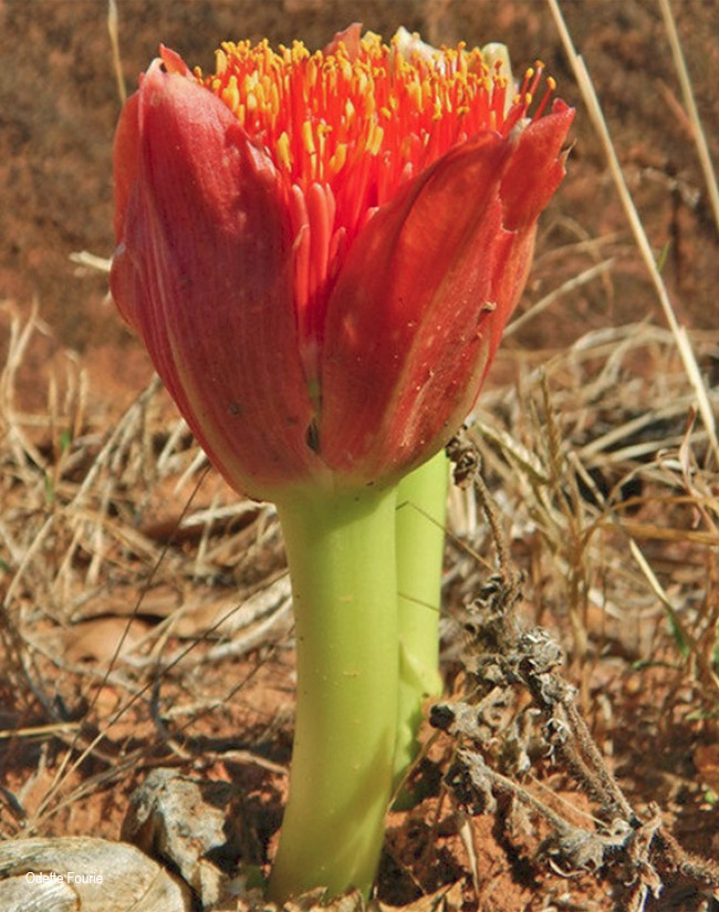 Scadoxus puniceus