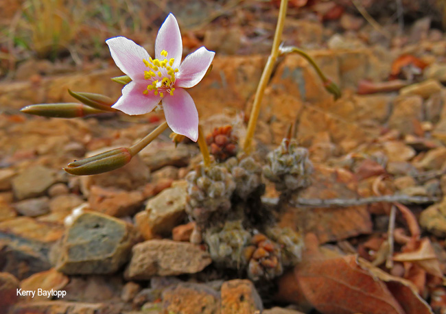 Anacampseros subnuda
