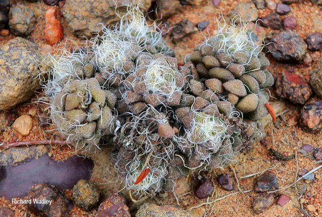 Anacampseros subnuda