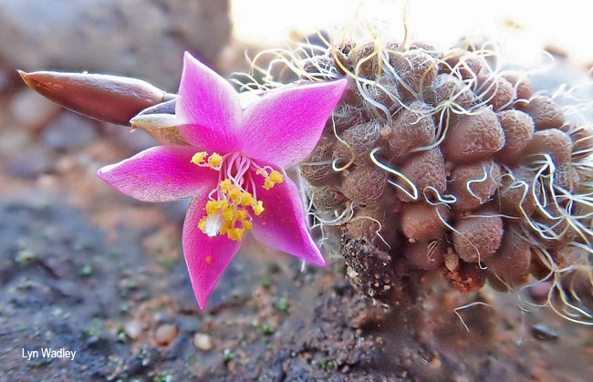 Anacampseros subnuda