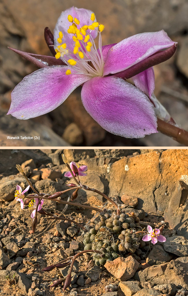 Anacampseros subnuda