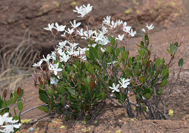 Ancylobotrys capensis