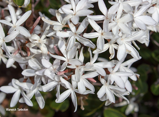 Ancylobotrys capensis