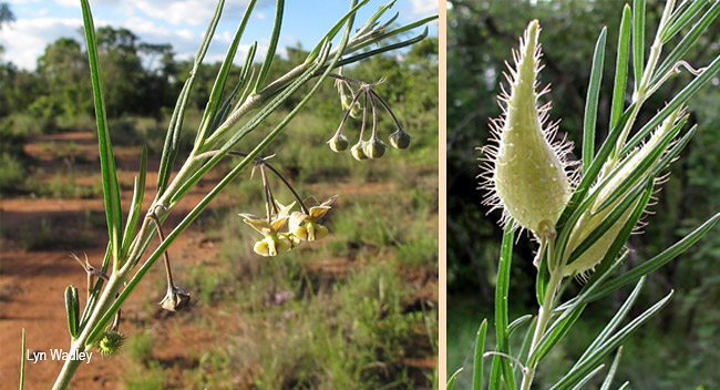 Asclepias fructiosus