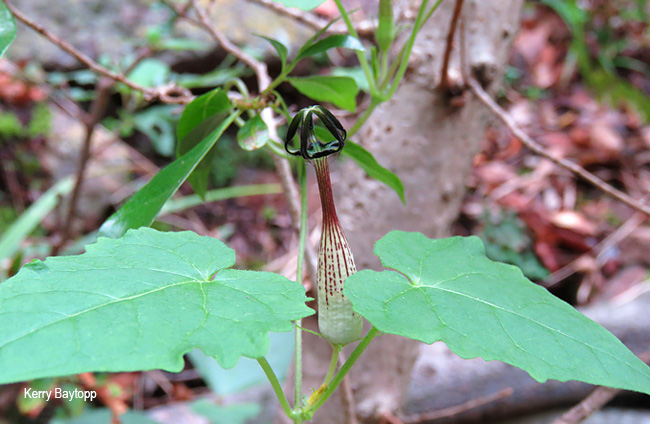 Ceropegia meyeri