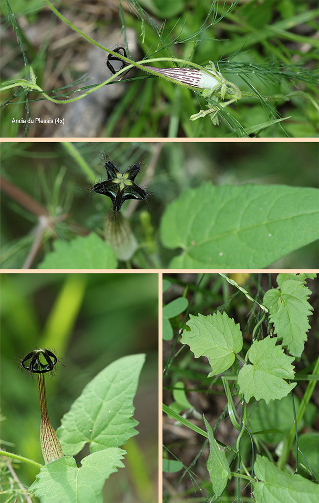 Ceropegia meyeri