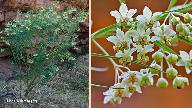 Gomphocarpus fruticosus fruticosus
