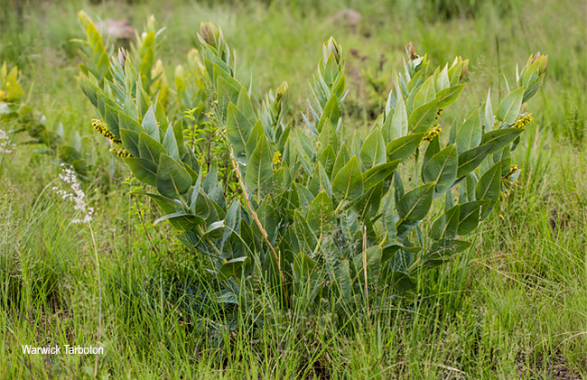 Gomphocarpus glaucophyllus