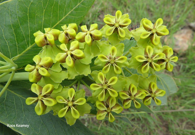 Gomphocarpus glaucophyllus