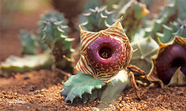 Huernia zebrina
