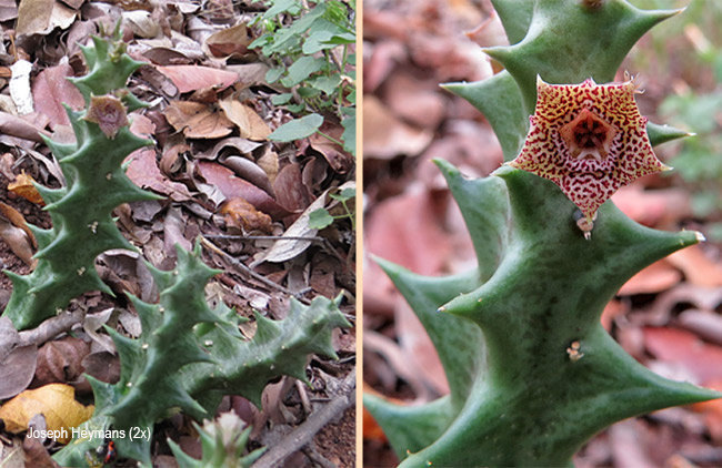 Orbea carnosa