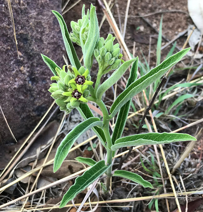 Raphionacme galpinii