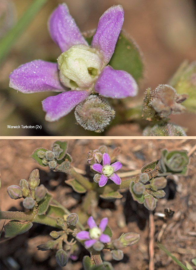 Raphionacme hirsuta
