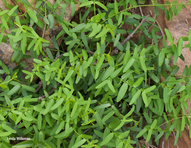 Secamone filiformis