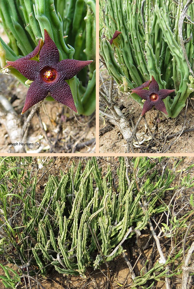 Stapelia kwebensis