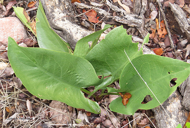 Stylochaeton natalensis