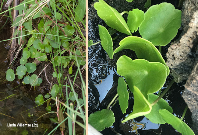 Hydrocotyle verticillata