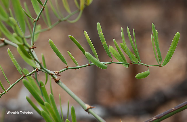 Asparagus aggregatus