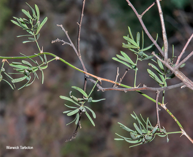 Asparagus aggregatus