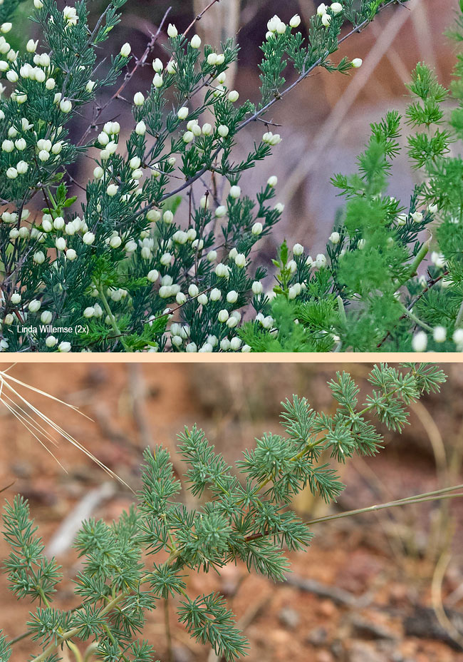 Asparagus cooperi