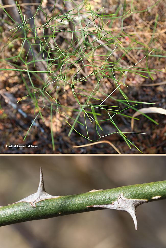 Asparagus divaricatus